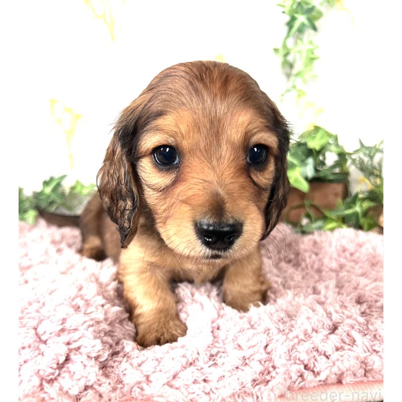 販売中の埼玉県のミニチュアダックスフンド(ロングヘアード)-444750の7枚目