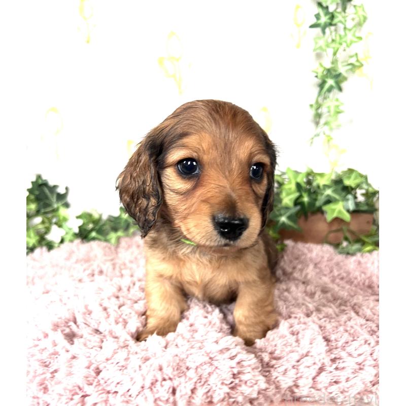 販売中の埼玉県のミニチュアダックスフンド(ロングヘアード)-444750の6枚目