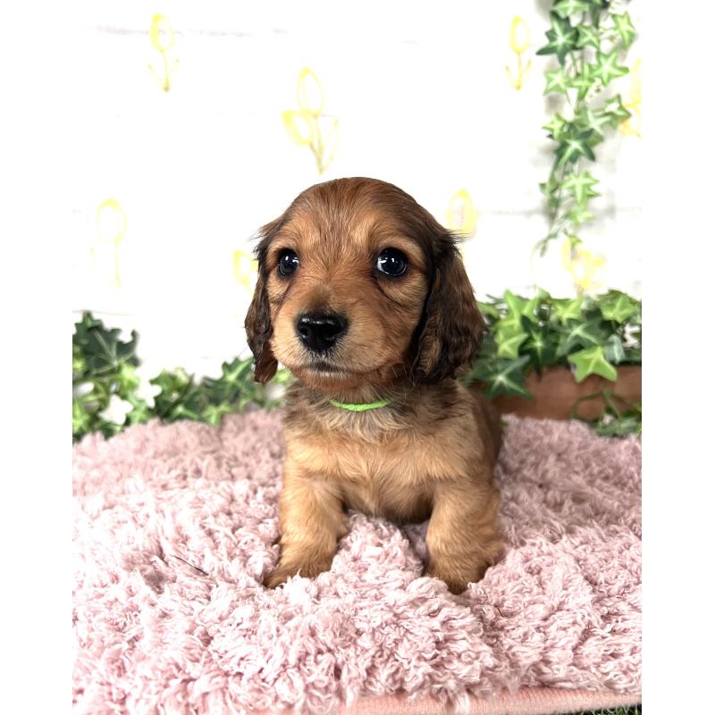 販売中の埼玉県のミニチュアダックスフンド(ロングヘアード)-444750の5枚目