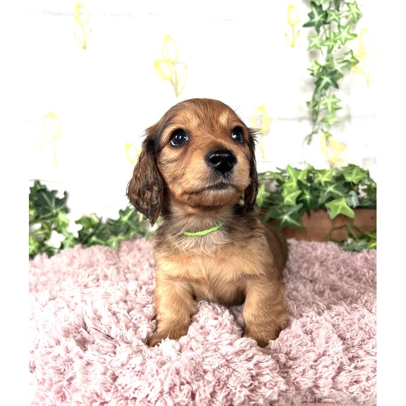 販売中の埼玉県のミニチュアダックスフンド(ロングヘアード)-444750の4枚目