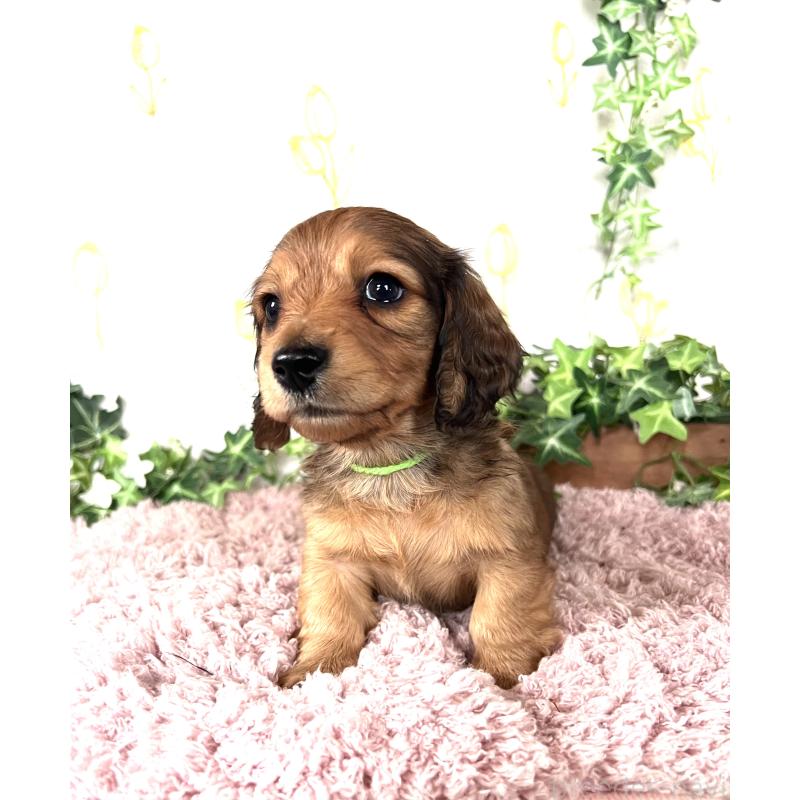 販売中の埼玉県のミニチュアダックスフンド(ロングヘアード)-444750の3枚目