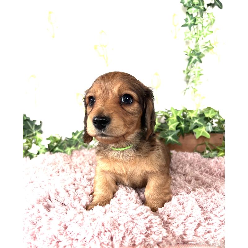 販売中の埼玉県のミニチュアダックスフンド(ロングヘアード)-444750の2枚目