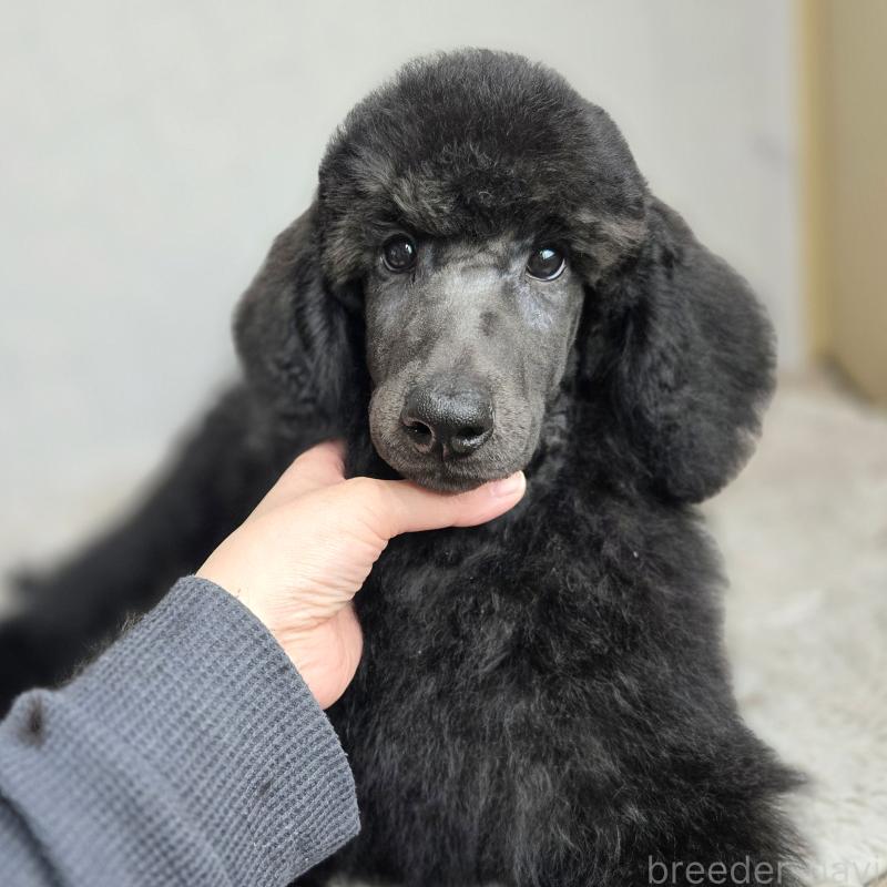 販売中の石川県のスタンダードプードル-435863