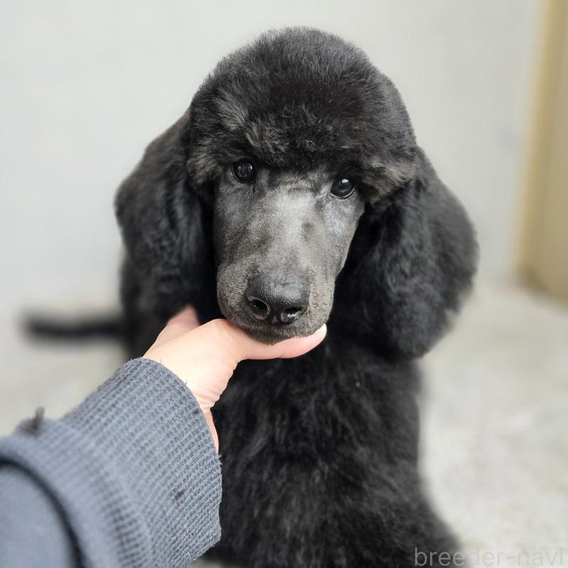 販売中の石川県のスタンダードプードル-435863の9枚目