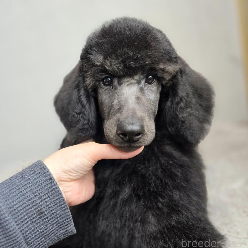 販売中の石川県のスタンダードプードル-435863の8枚目