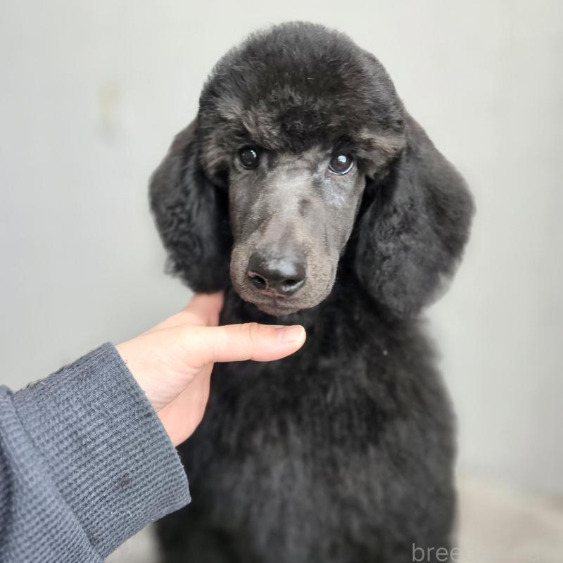 販売中の石川県のスタンダードプードル-435863の7枚目