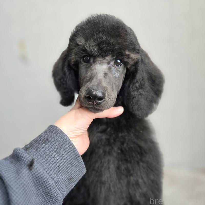 販売中の石川県のスタンダードプードル-435863の6枚目