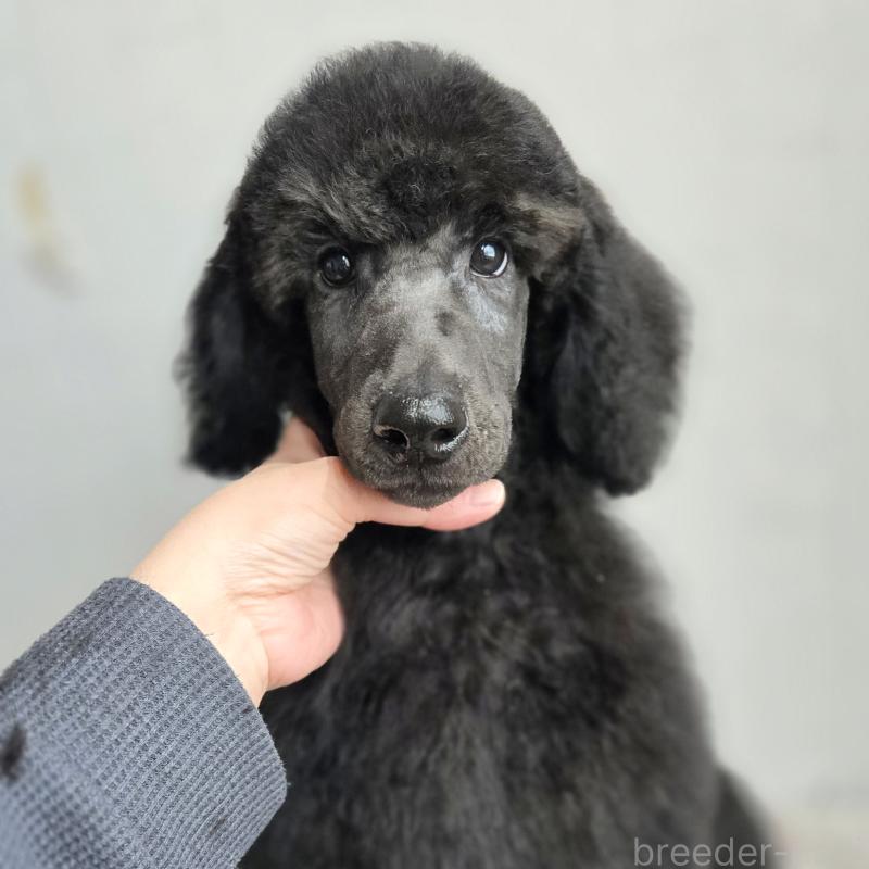 販売中の石川県のスタンダードプードル-435863の5枚目