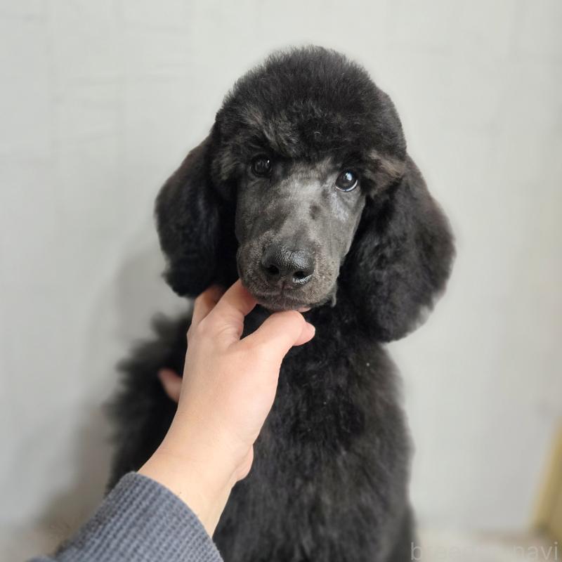 販売中の石川県のスタンダードプードル-435863の4枚目