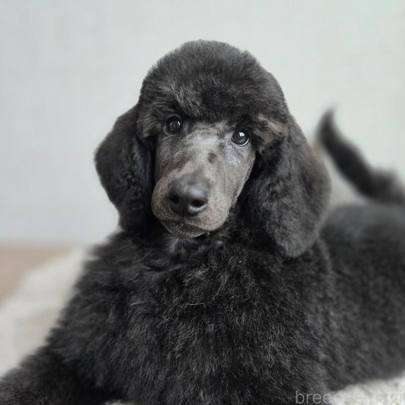 販売中の石川県のスタンダードプードル-435863の3枚目