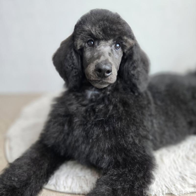 販売中の石川県のスタンダードプードル-435863の2枚目