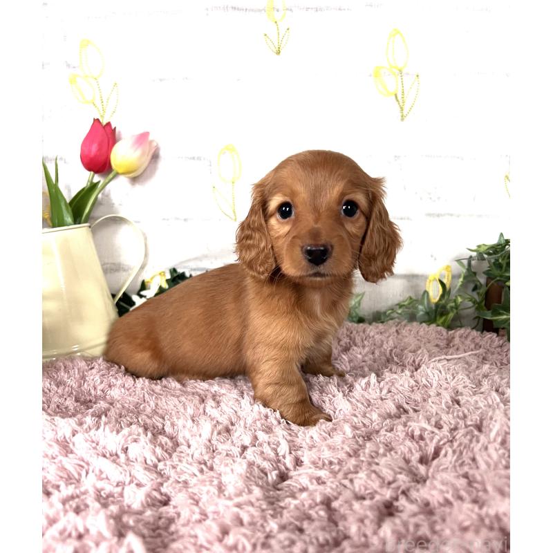 販売中の埼玉県のミニチュアダックスフンド(ロングヘアード)-444744の3枚目