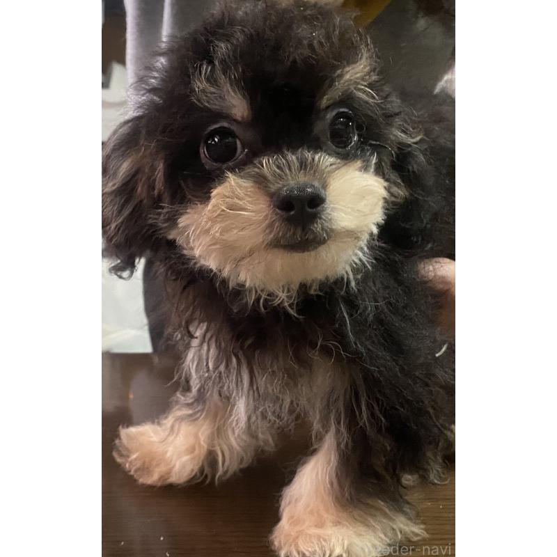 販売中の福井県のチワプー:チワワ×トイプードル-422597