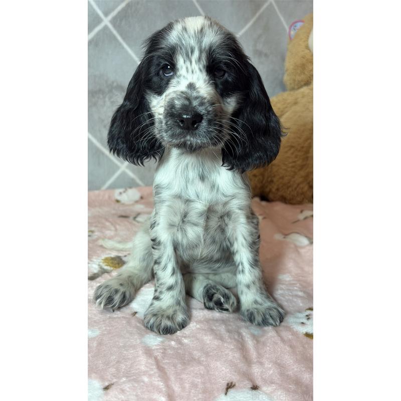 成約済の佐賀県のイングリッシュコッカースパニエル-439832の2枚目