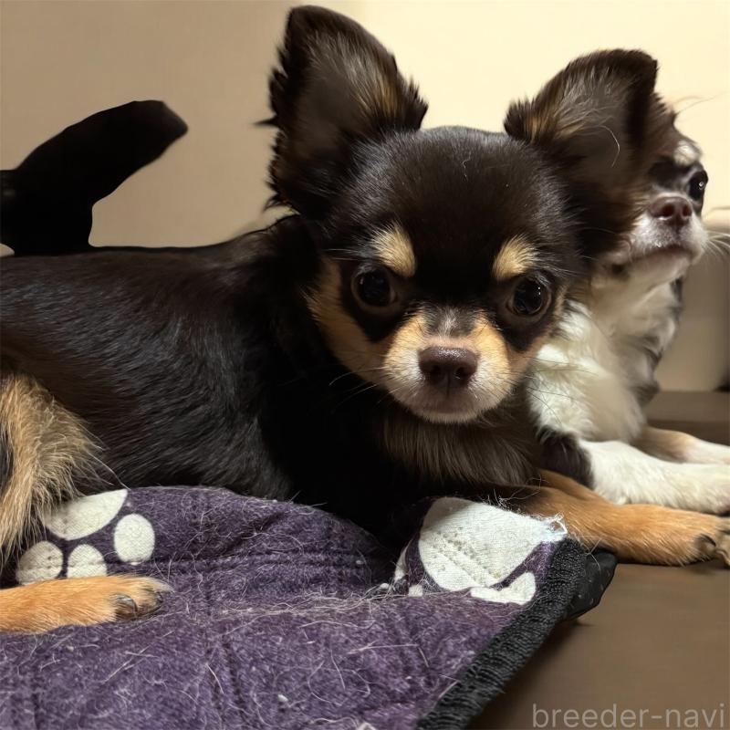 販売中の福井県のチワワ(ロングコート)-414215