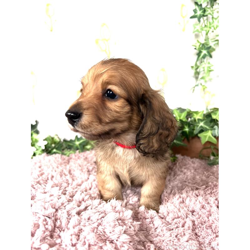 販売中の埼玉県のミニチュアダックスフンド(ロングヘアード)-444753の17枚目