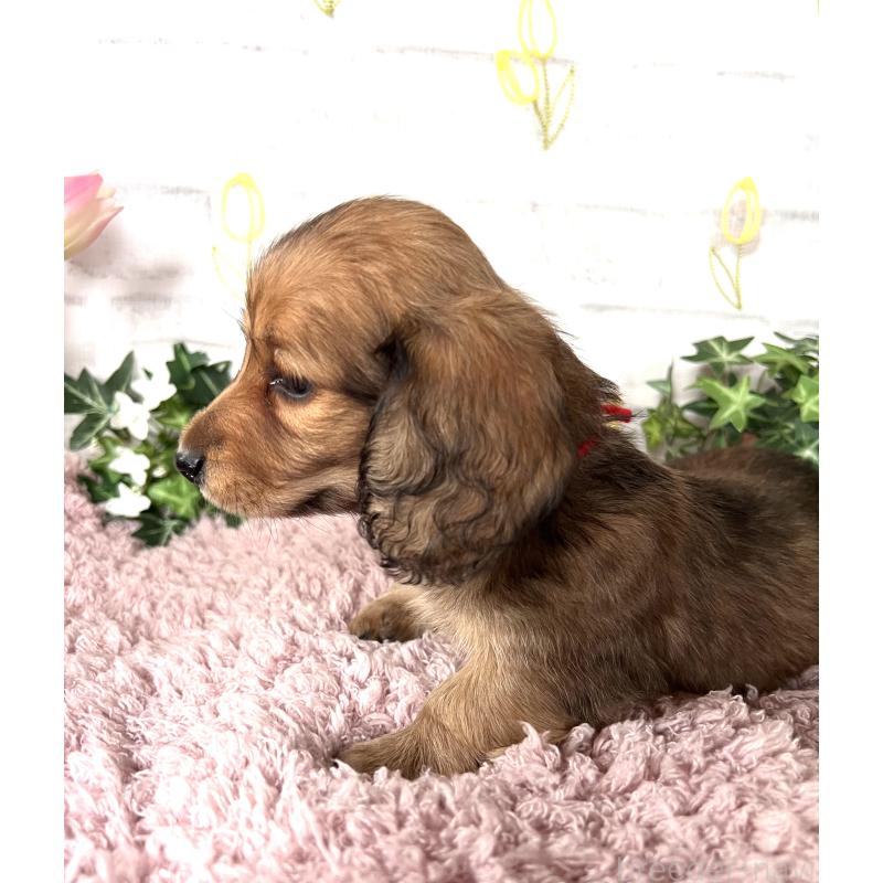 販売中の埼玉県のミニチュアダックスフンド(ロングヘアード)-444753の16枚目