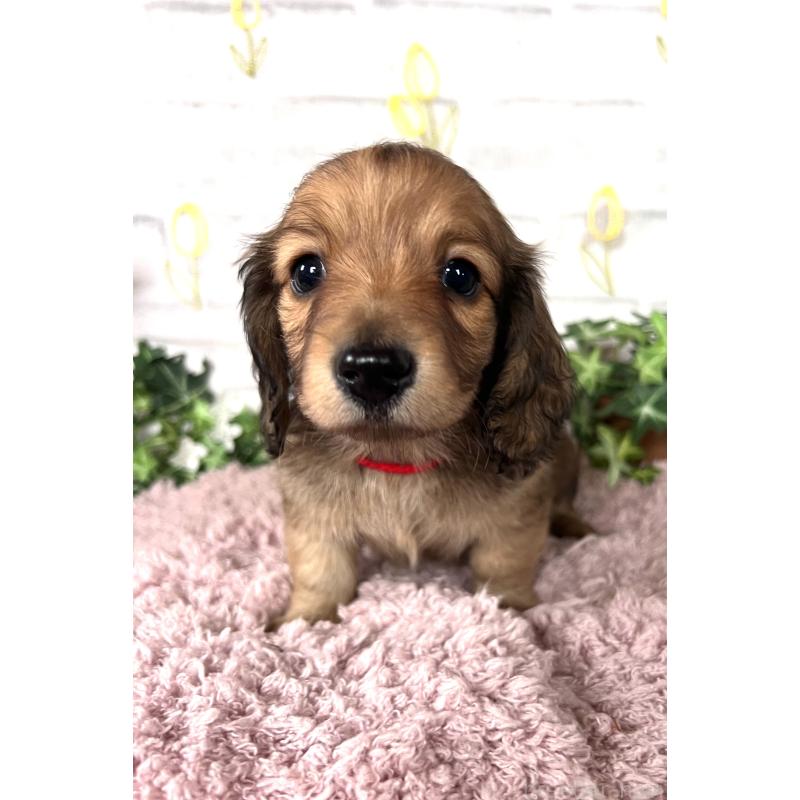 販売中の埼玉県のミニチュアダックスフンド(ロングヘアード)-444753の15枚目