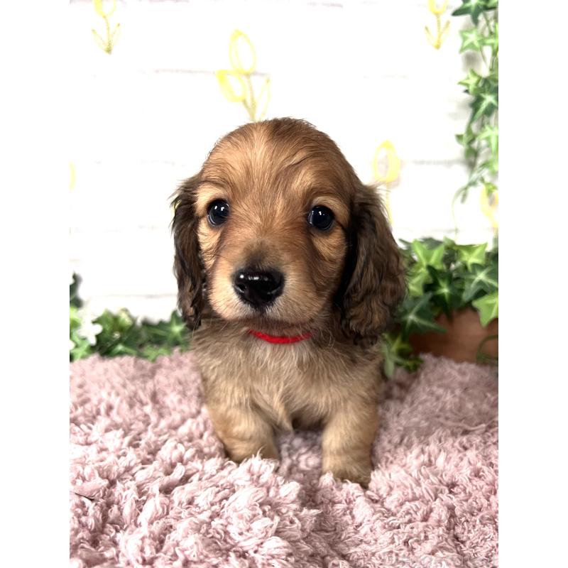 販売中の埼玉県のミニチュアダックスフンド(ロングヘアード)-444753の14枚目