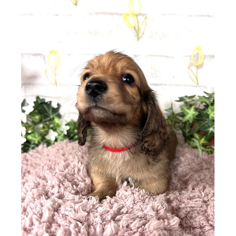 販売中の埼玉県のミニチュアダックスフンド(ロングヘアード)-444753の13枚目