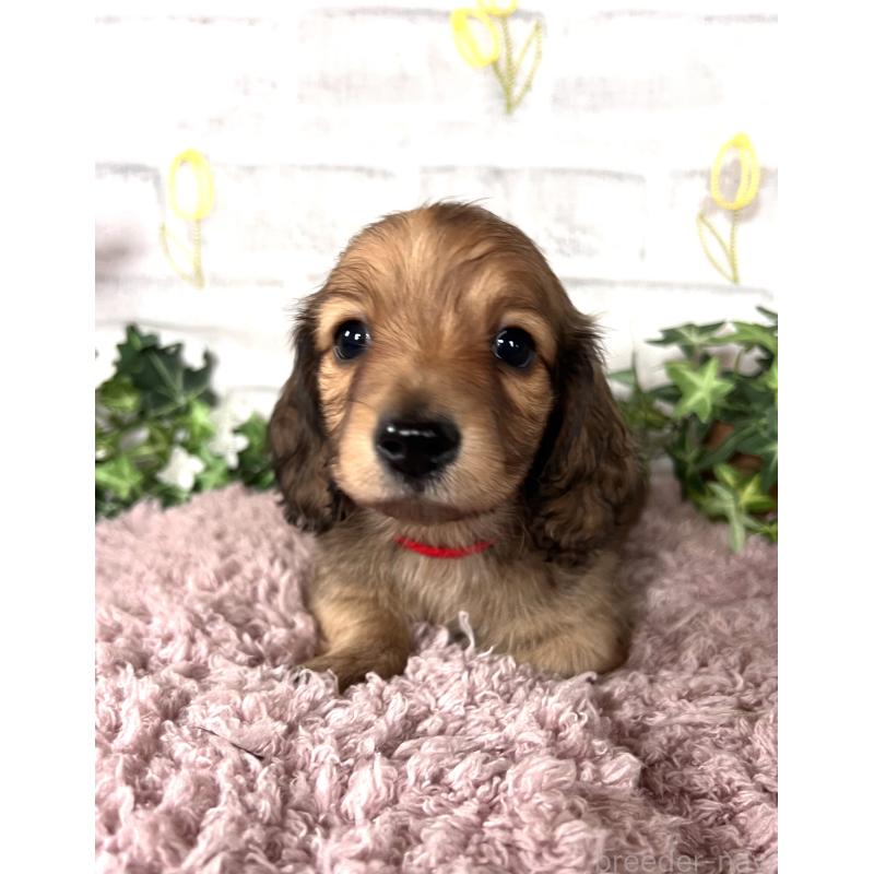 販売中の埼玉県のミニチュアダックスフンド(ロングヘアード)-444753の12枚目