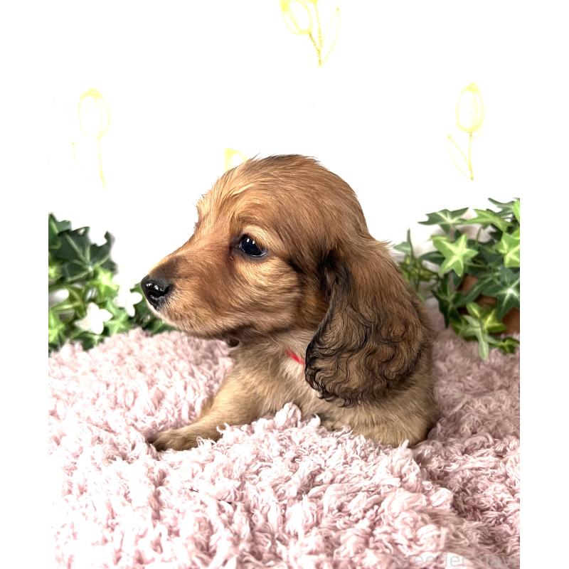 販売中の埼玉県のミニチュアダックスフンド(ロングヘアード)-444753の11枚目