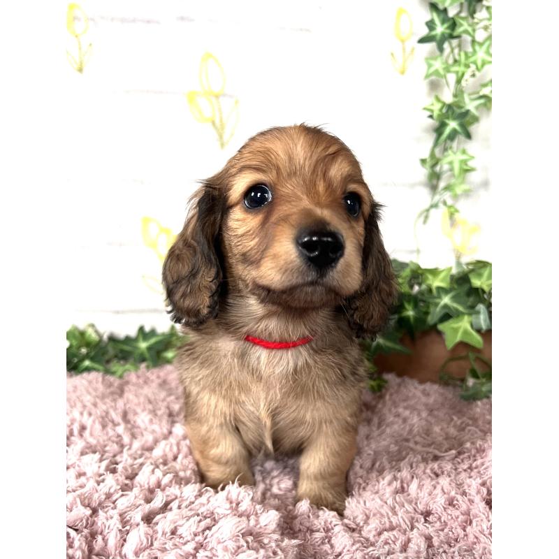 販売中の埼玉県のミニチュアダックスフンド(ロングヘアード)-444753の10枚目