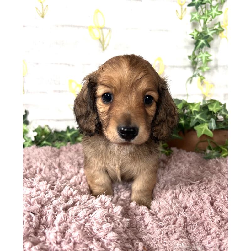 販売中の埼玉県のミニチュアダックスフンド(ロングヘアード)-444753の9枚目