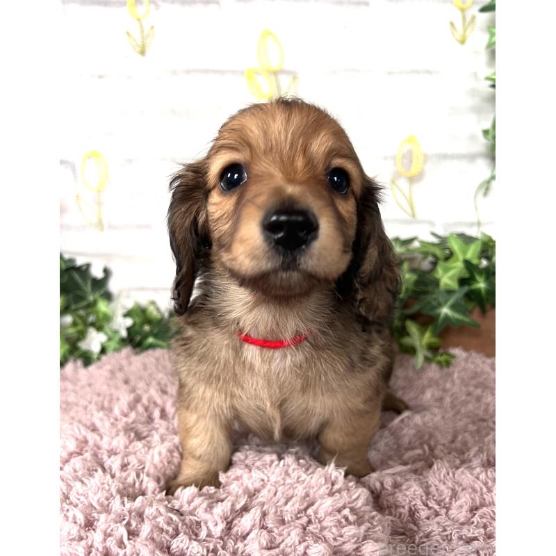 販売中の埼玉県のミニチュアダックスフンド(ロングヘアード)-444753の8枚目