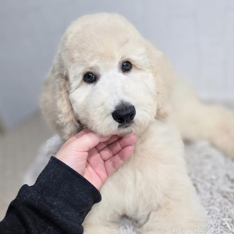 成約済の石川県のスタンダードプードル-435866の1枚目