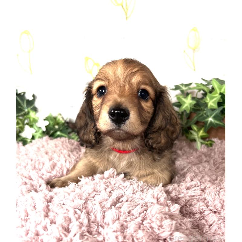 販売中の埼玉県のミニチュアダックスフンド(ロングヘアード)-444753の6枚目