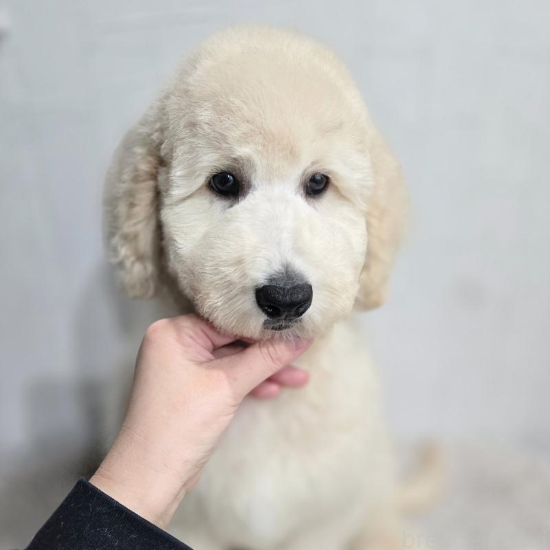 成約済の石川県のスタンダードプードル-435866の8枚目