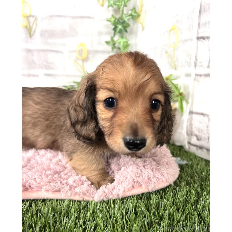 販売中の埼玉県のミニチュアダックスフンド(ロングヘアード)-444753の4枚目