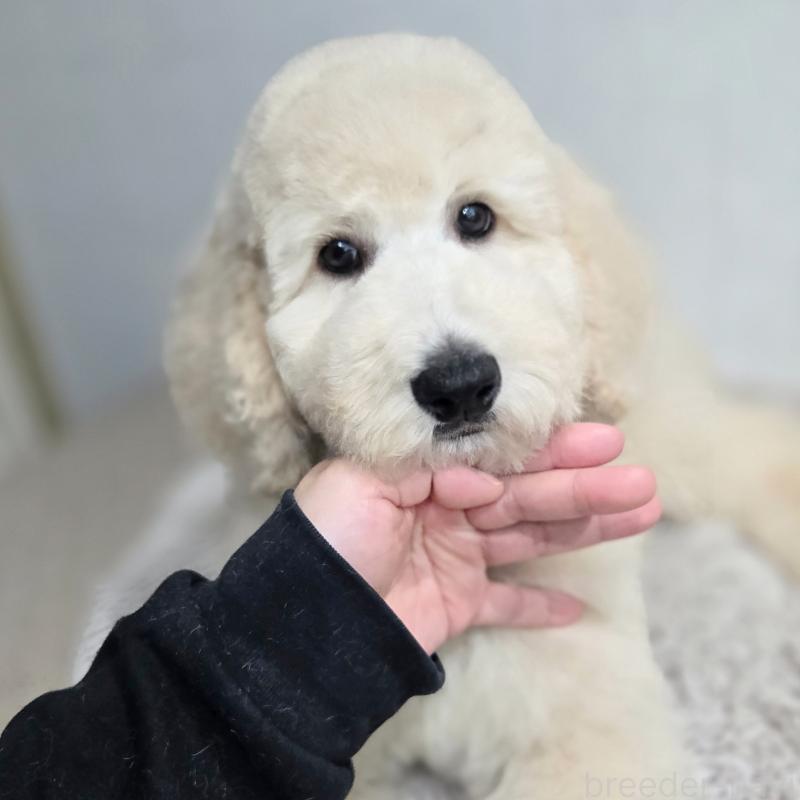 成約済の石川県のスタンダードプードル-435866の6枚目