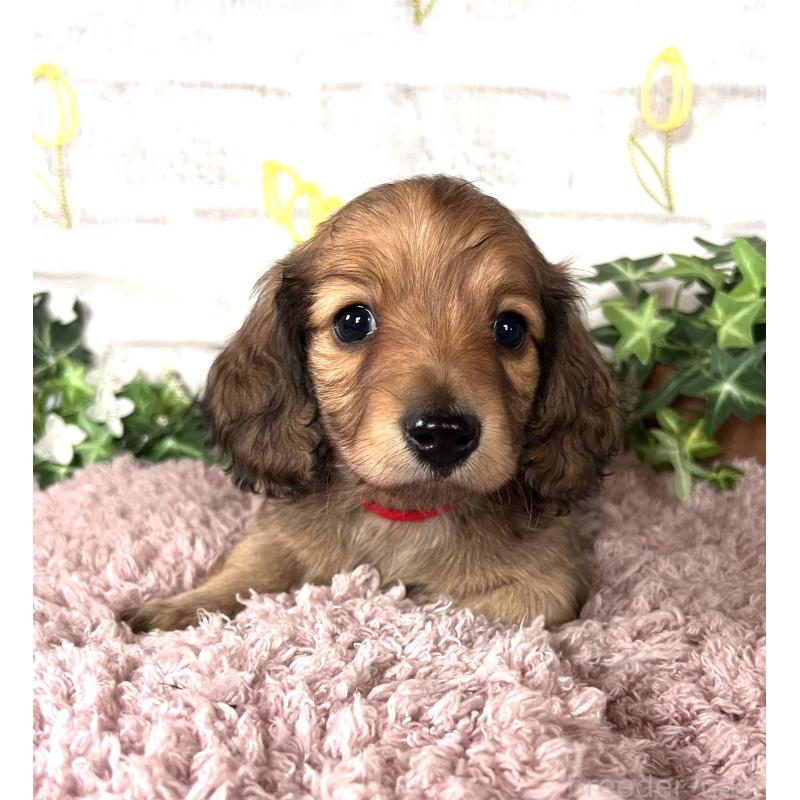 販売中の埼玉県のミニチュアダックスフンド(ロングヘアード)-444753の3枚目