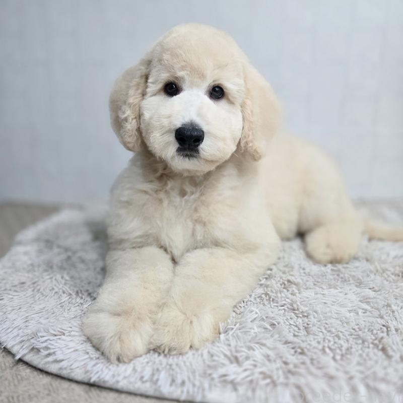 成約済の石川県のスタンダードプードル-435866の5枚目