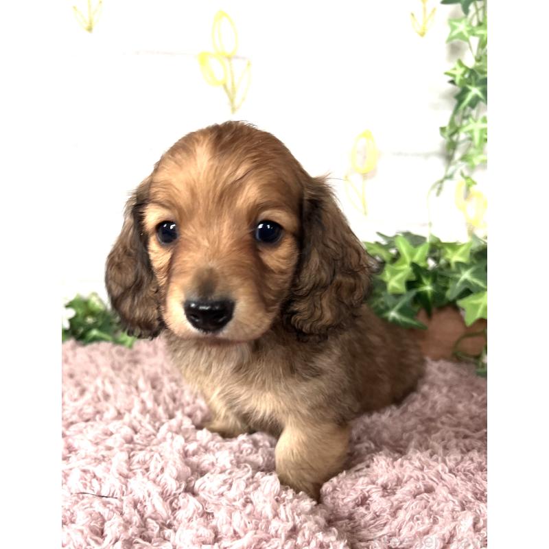 販売中の埼玉県のミニチュアダックスフンド(ロングヘアード)-444753の2枚目