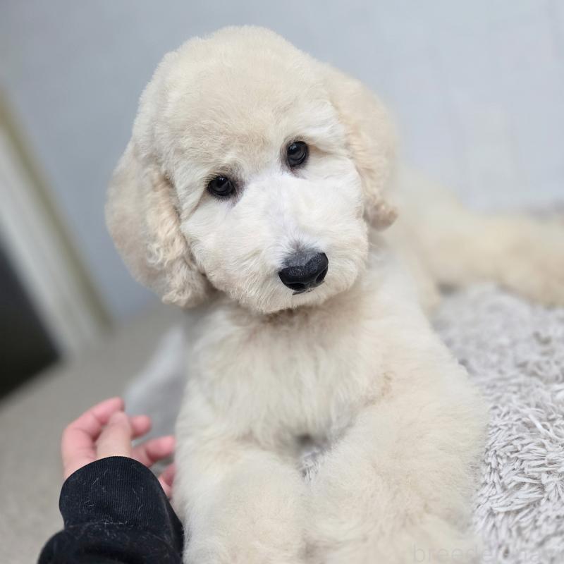 成約済の石川県のスタンダードプードル-435866の4枚目