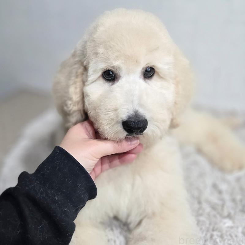 成約済の石川県のスタンダードプードル-435866の3枚目