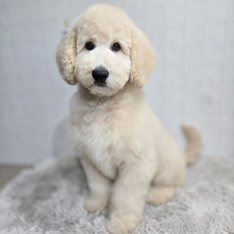 成約済の石川県のスタンダードプードル-435866の2枚目