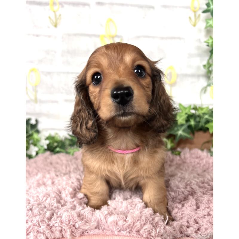 販売中の埼玉県のミニチュアダックスフンド(ロングヘアード)-444755の20枚目