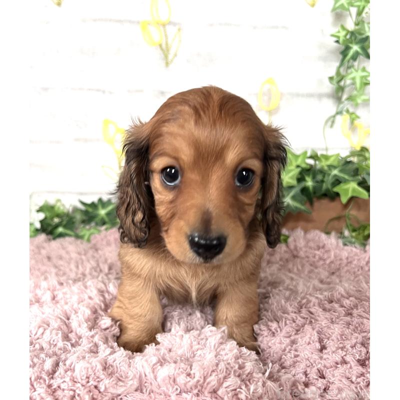 販売中の埼玉県のミニチュアダックスフンド(ロングヘアード)-444755の19枚目