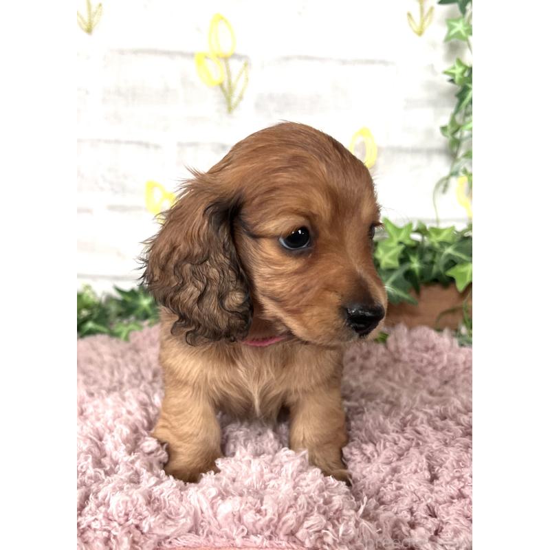 販売中の埼玉県のミニチュアダックスフンド(ロングヘアード)-444755の17枚目