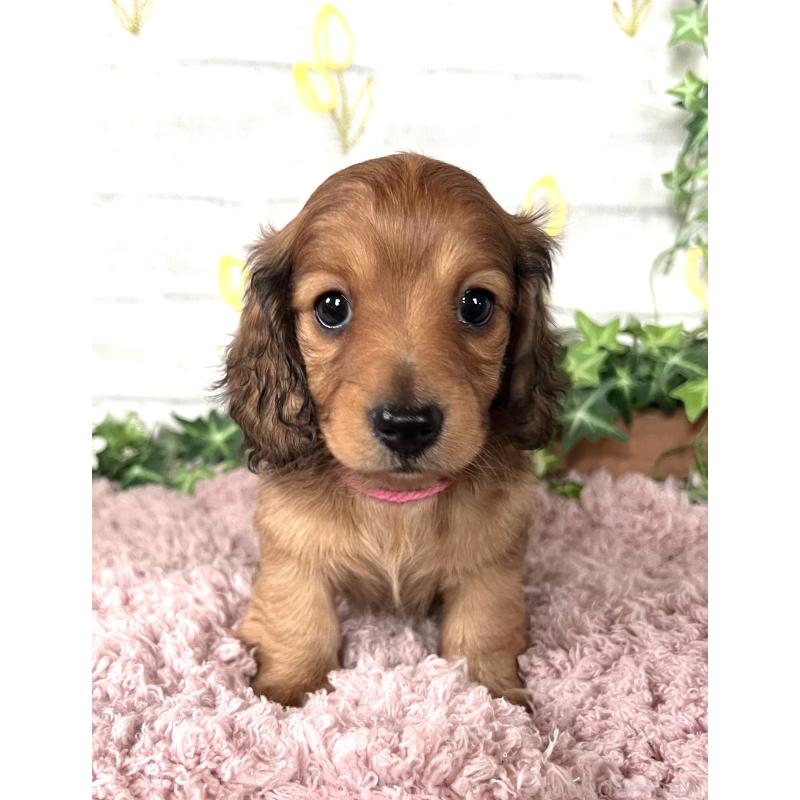 販売中の埼玉県のミニチュアダックスフンド(ロングヘアード)-444755の16枚目