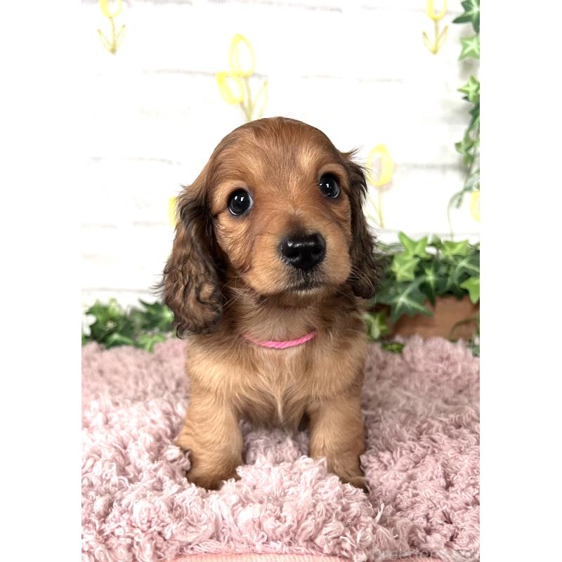 販売中の埼玉県のミニチュアダックスフンド(ロングヘアード)-444755の15枚目