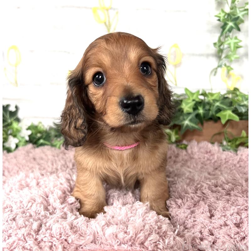 販売中の埼玉県のミニチュアダックスフンド(ロングヘアード)-444755の14枚目