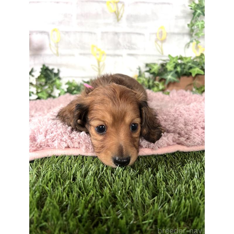 販売中の埼玉県のミニチュアダックスフンド(ロングヘアード)-444755の13枚目