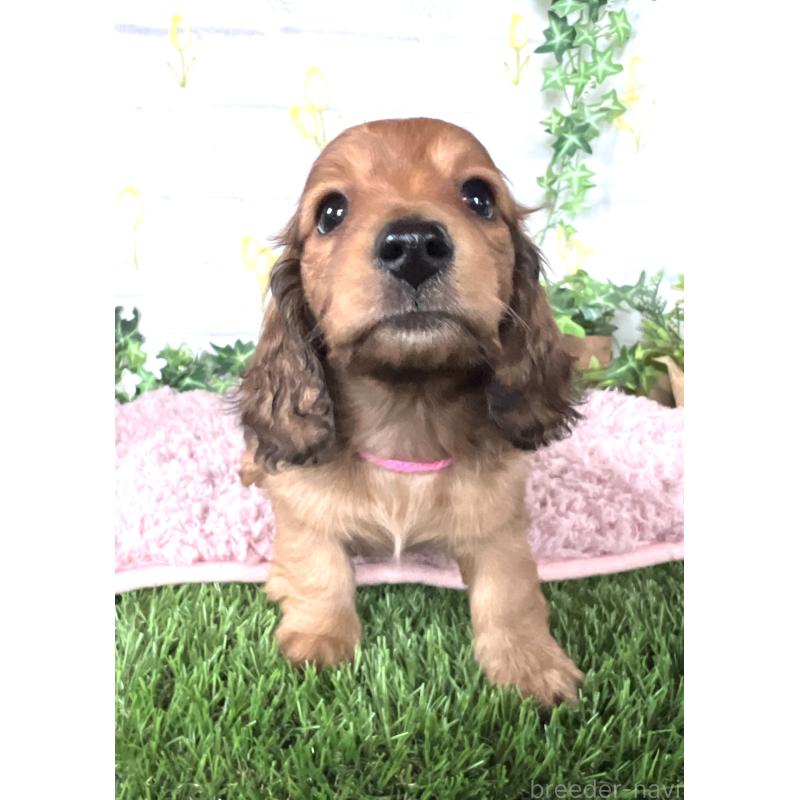 販売中の埼玉県のミニチュアダックスフンド(ロングヘアード)-444755の12枚目