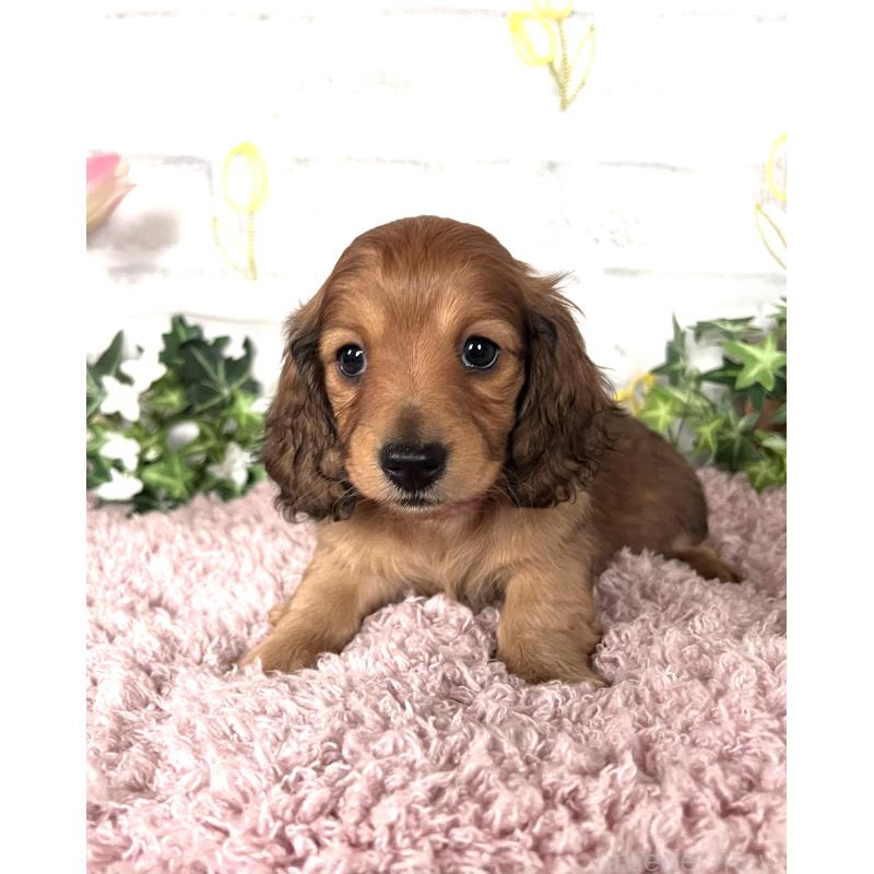 販売中の埼玉県のミニチュアダックスフンド(ロングヘアード)-444755の11枚目