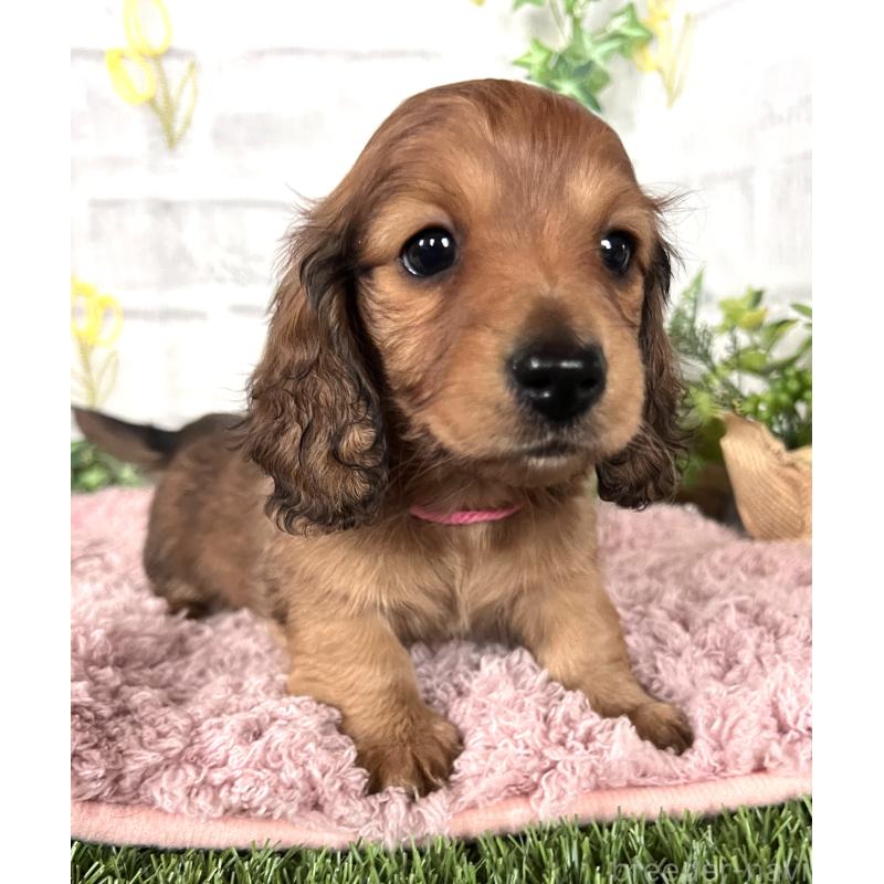 販売中の埼玉県のミニチュアダックスフンド(ロングヘアード)-444755の10枚目